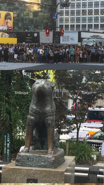 Shibuya, l’incrocio più famoso di Tokyo